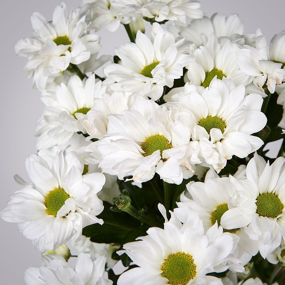 монобукет из 5 белых кустовых хризантем под ленту  