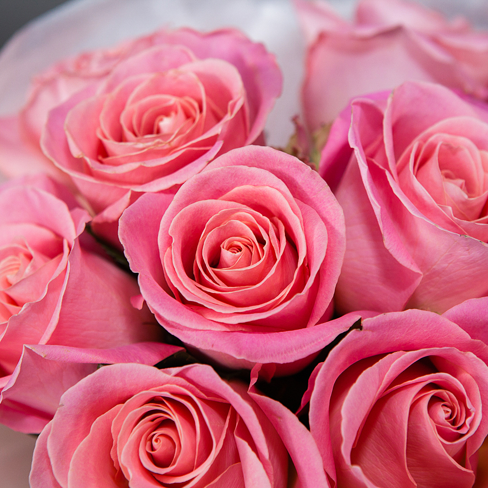монобукет 9 роз "hermosa" в упаковке с тишью 
