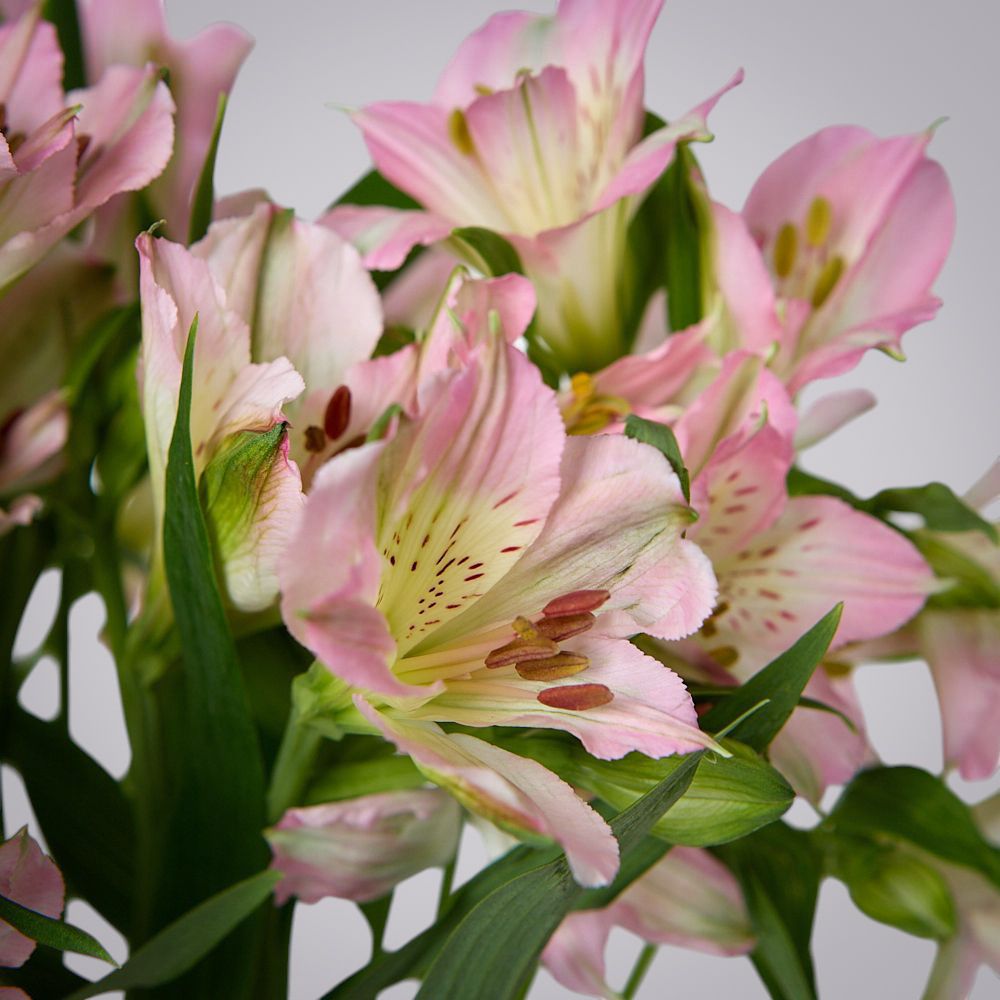 монобукет из 5 розовых альстромерий под ленту 