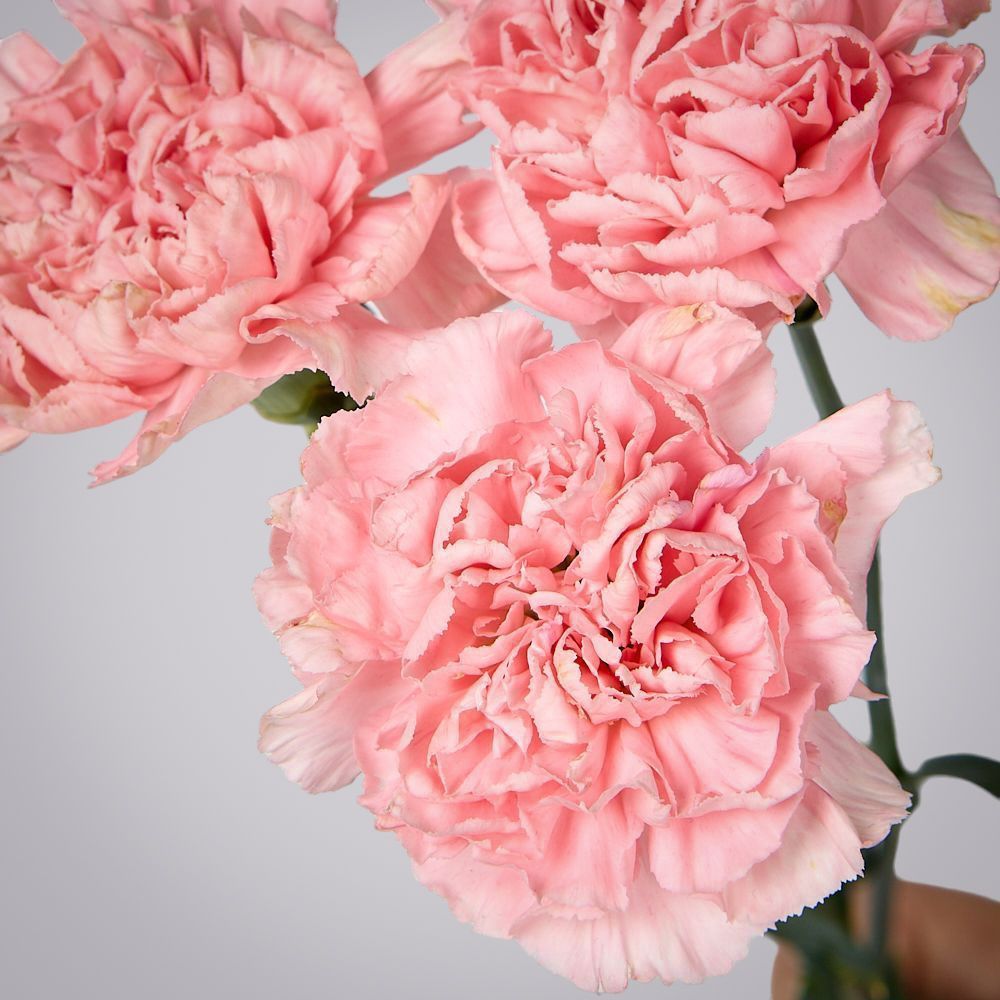 гвоздика розовая 3ст 