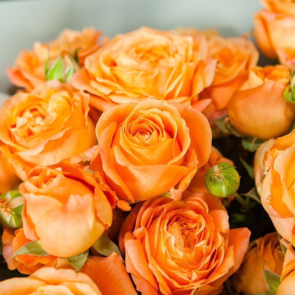 монобукет 9 кустовых роз "apricot lace"  в упаковке 