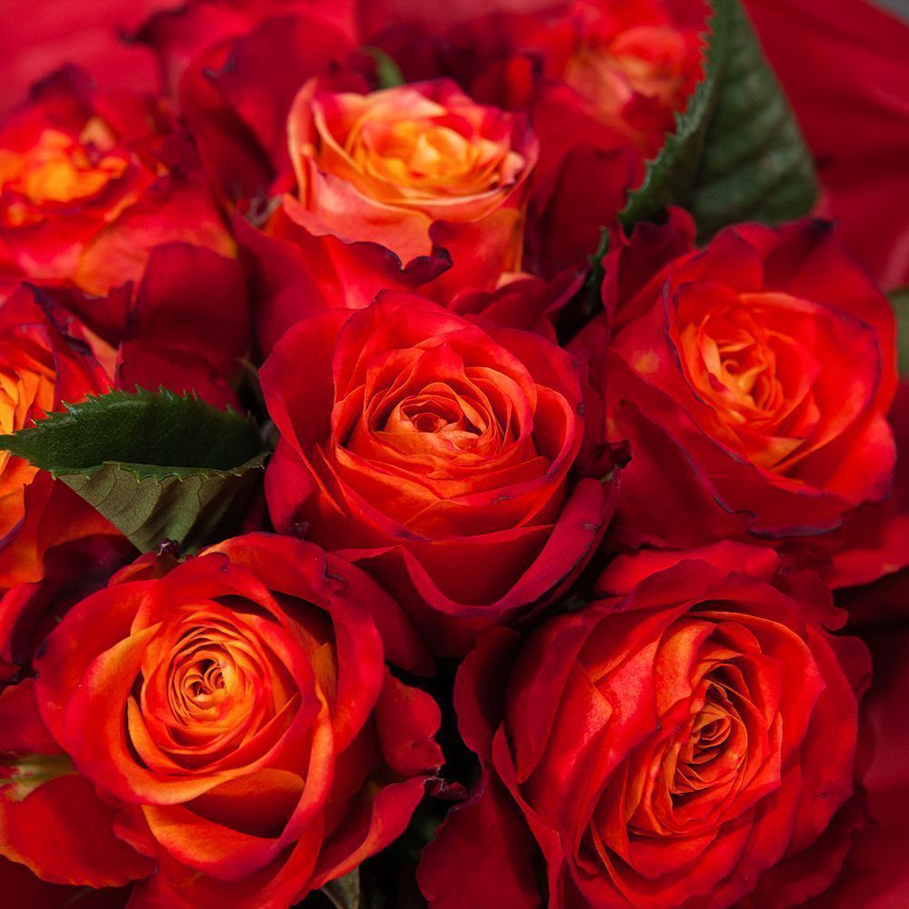 монобукет 9 роз "atomic" в упаковке с тишью 