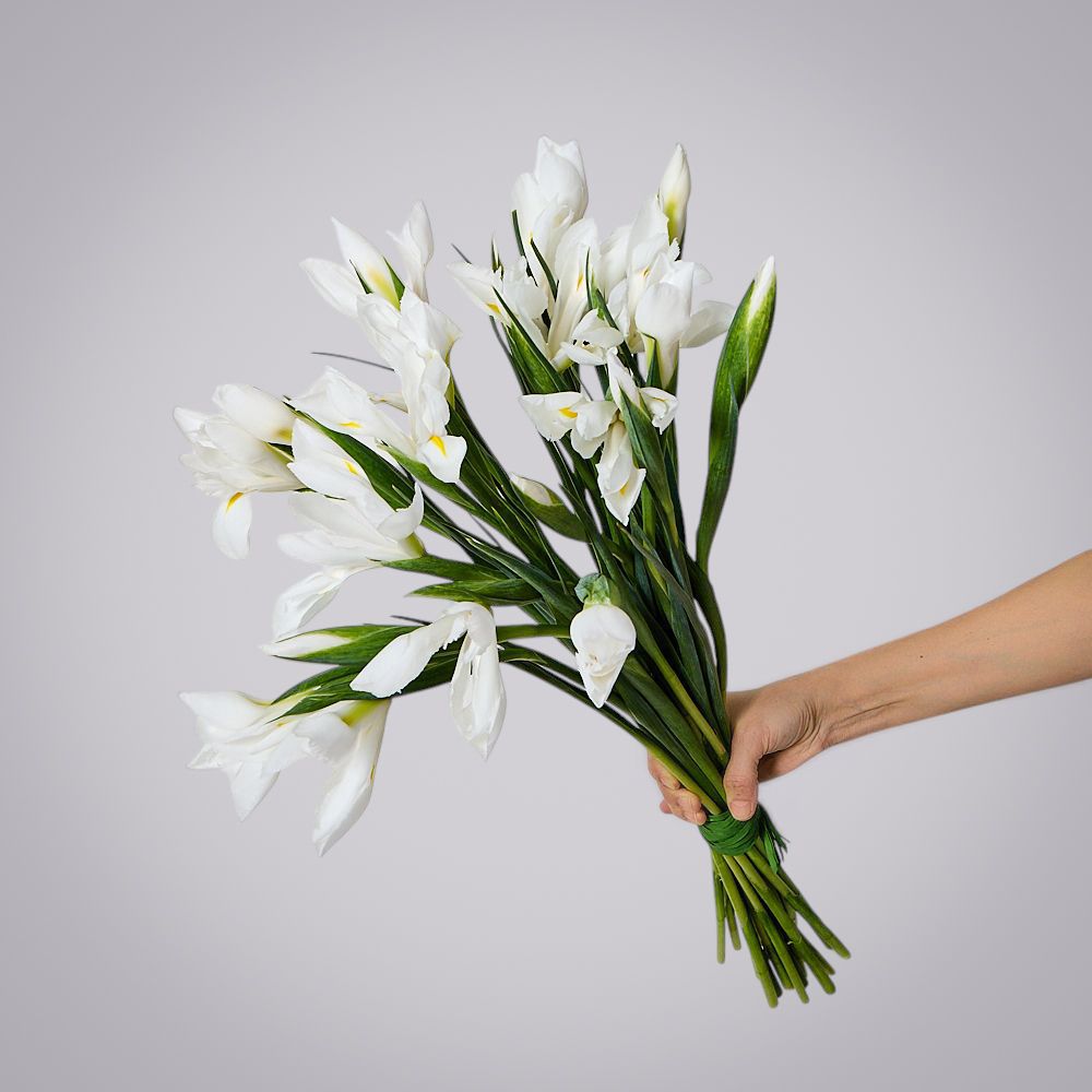 монобукет из 19 белых ирисов 