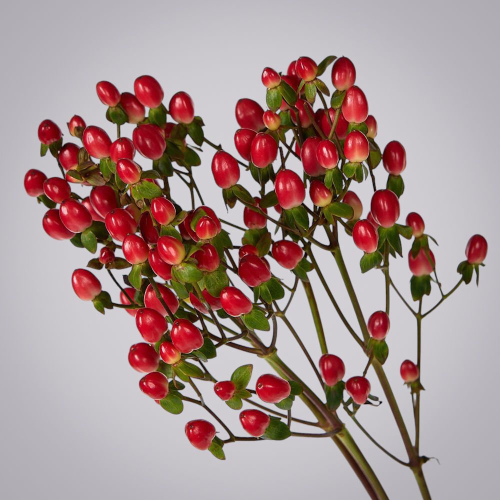 гиперикум красный 3ст 