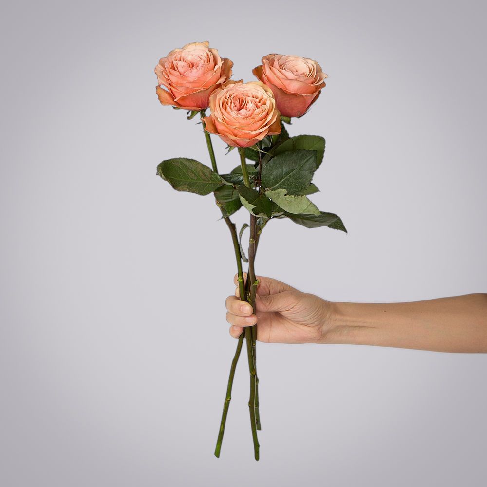 роза kahala 3ст 