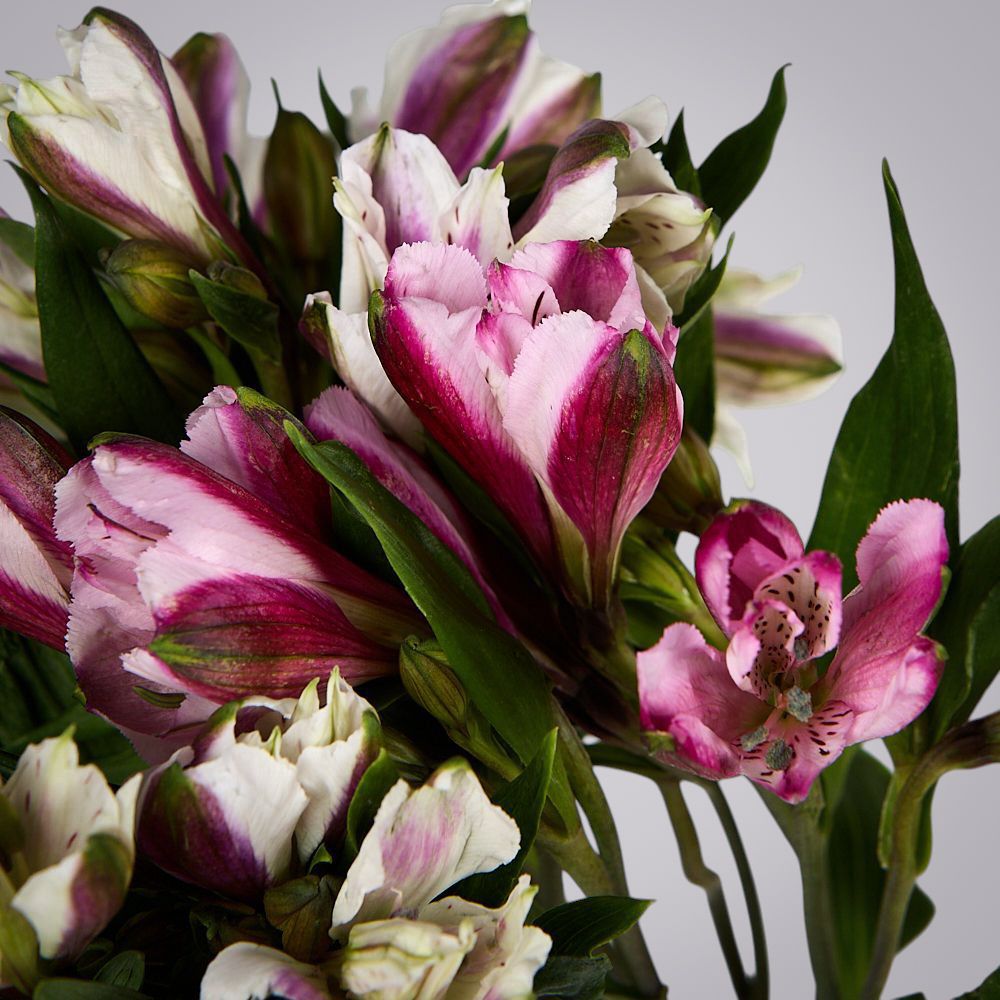 монобукет из 5 альстромерий микс под ленту 