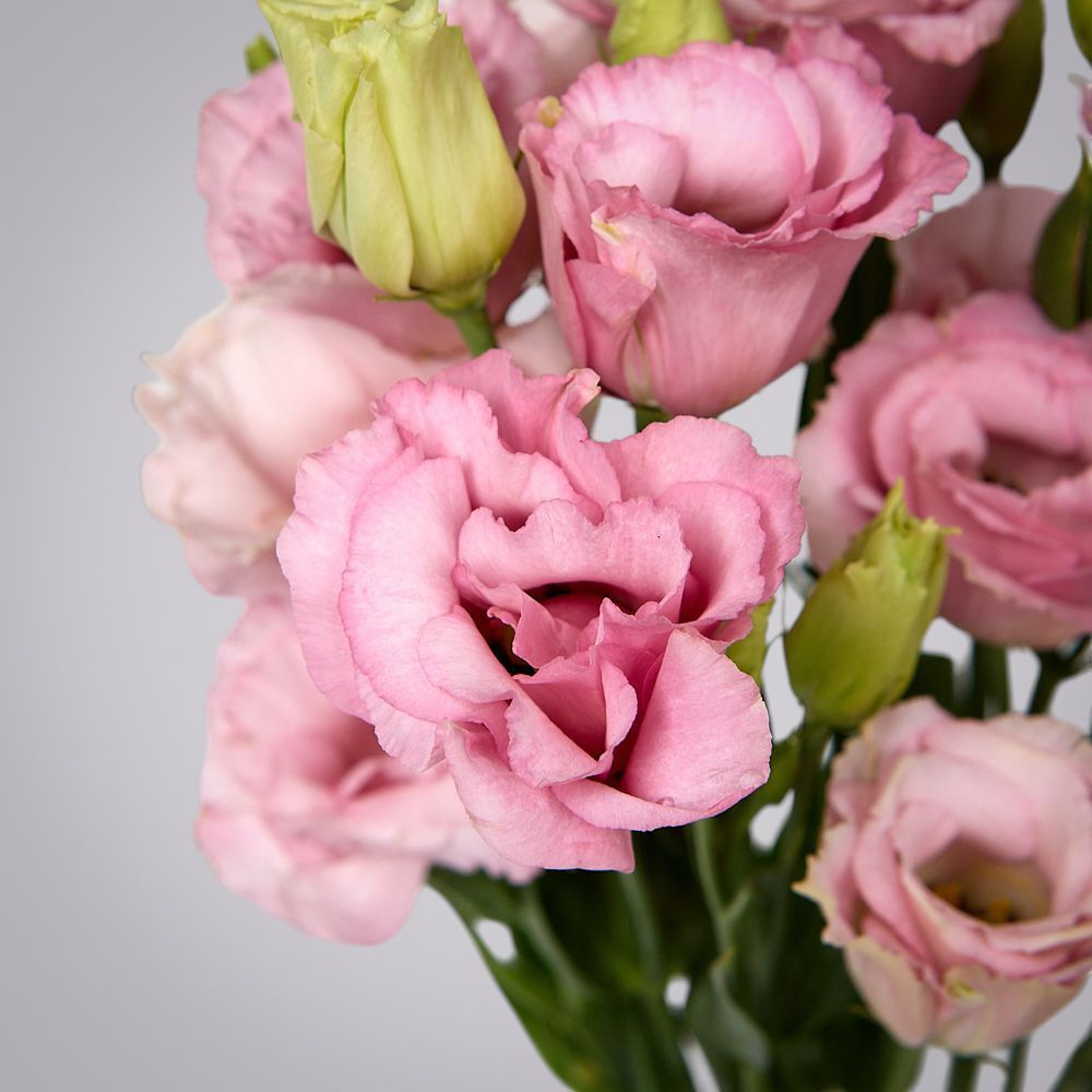 монобукет из 5 розовых лизиантусов под ленту 