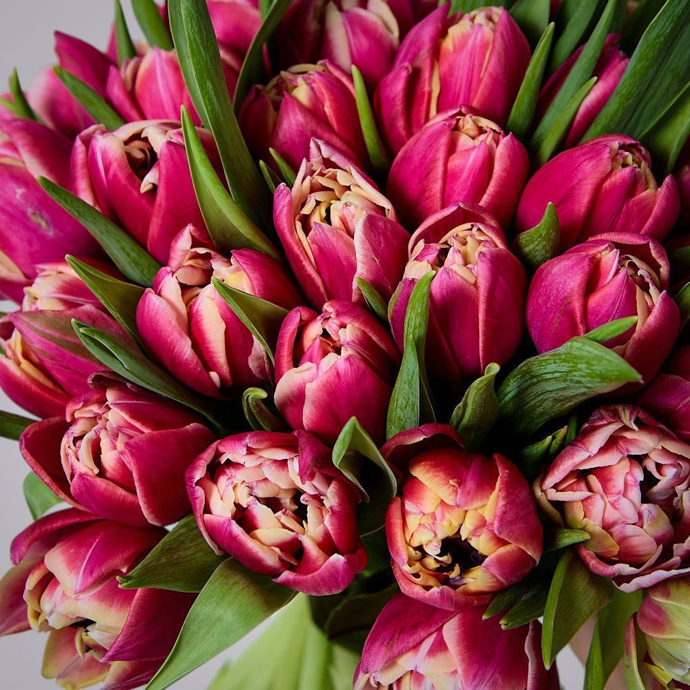 монобукет 51 тюльпан “каламбус” под ленту 