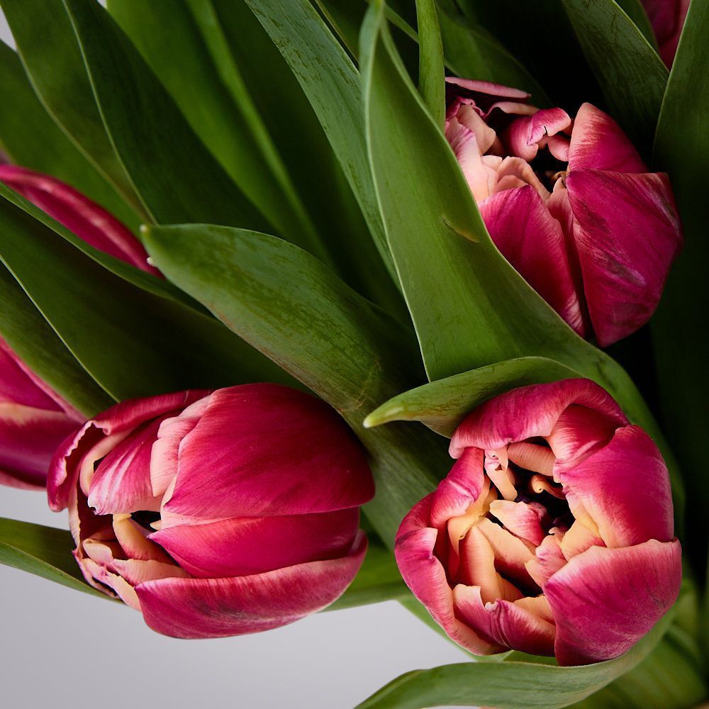 монобукет из 11 тюльпанов "каламбус" под ленту 