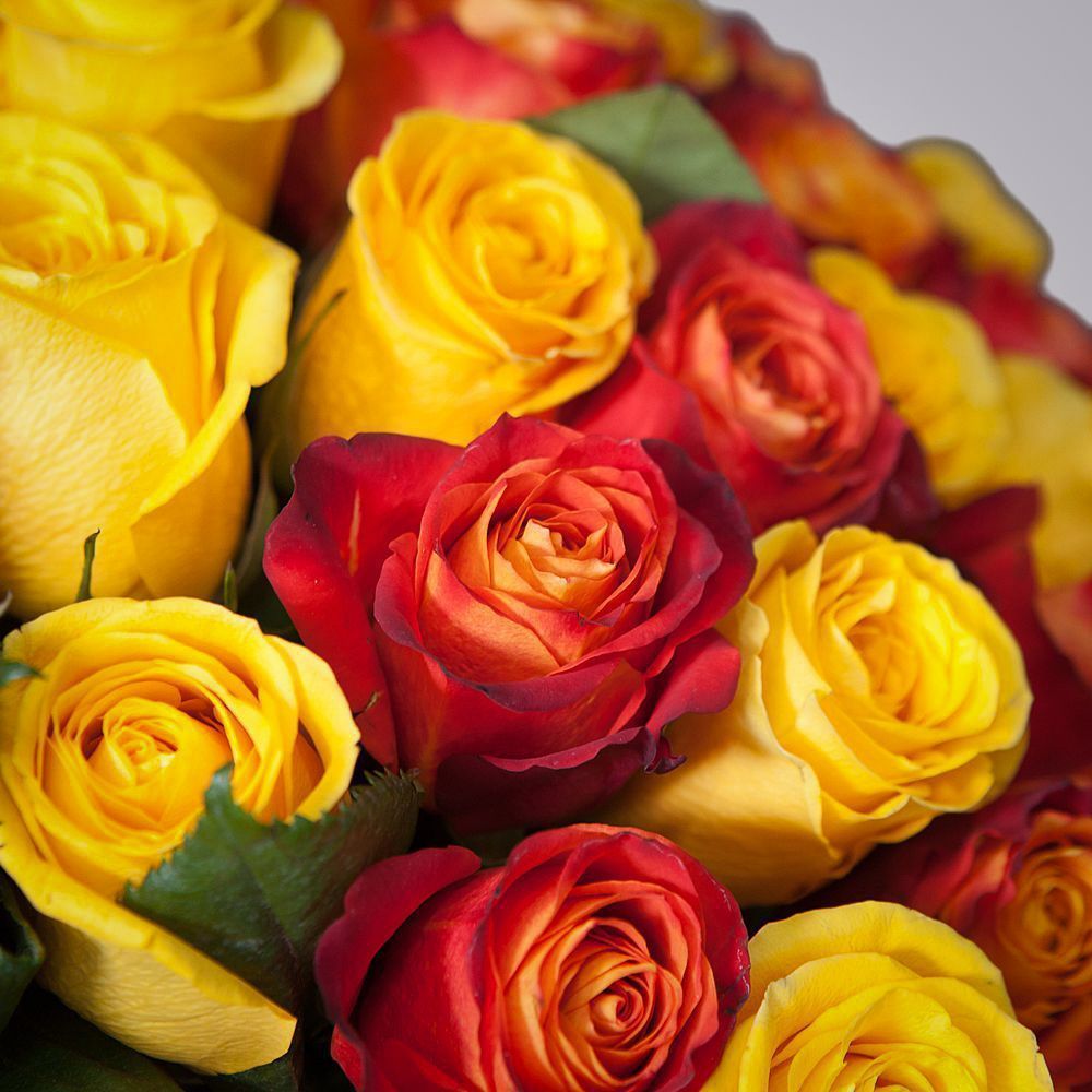 монобукет 51 роза микс-4 под ленту 