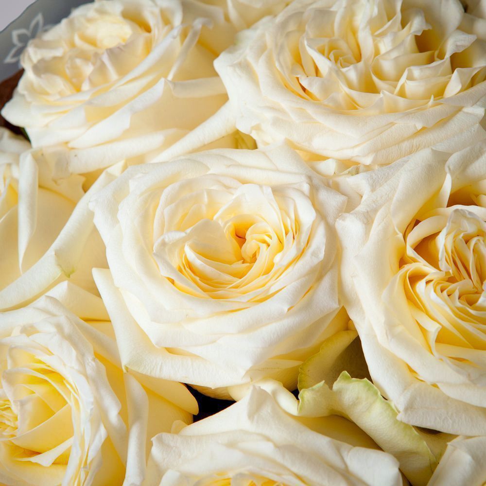 монобукет из 11 пионовидных роз "candlelight" в бежевой упаковке с тишью  монобукет из 11 пионовидных роз "candlelight" в бежевой упаковке с тишью