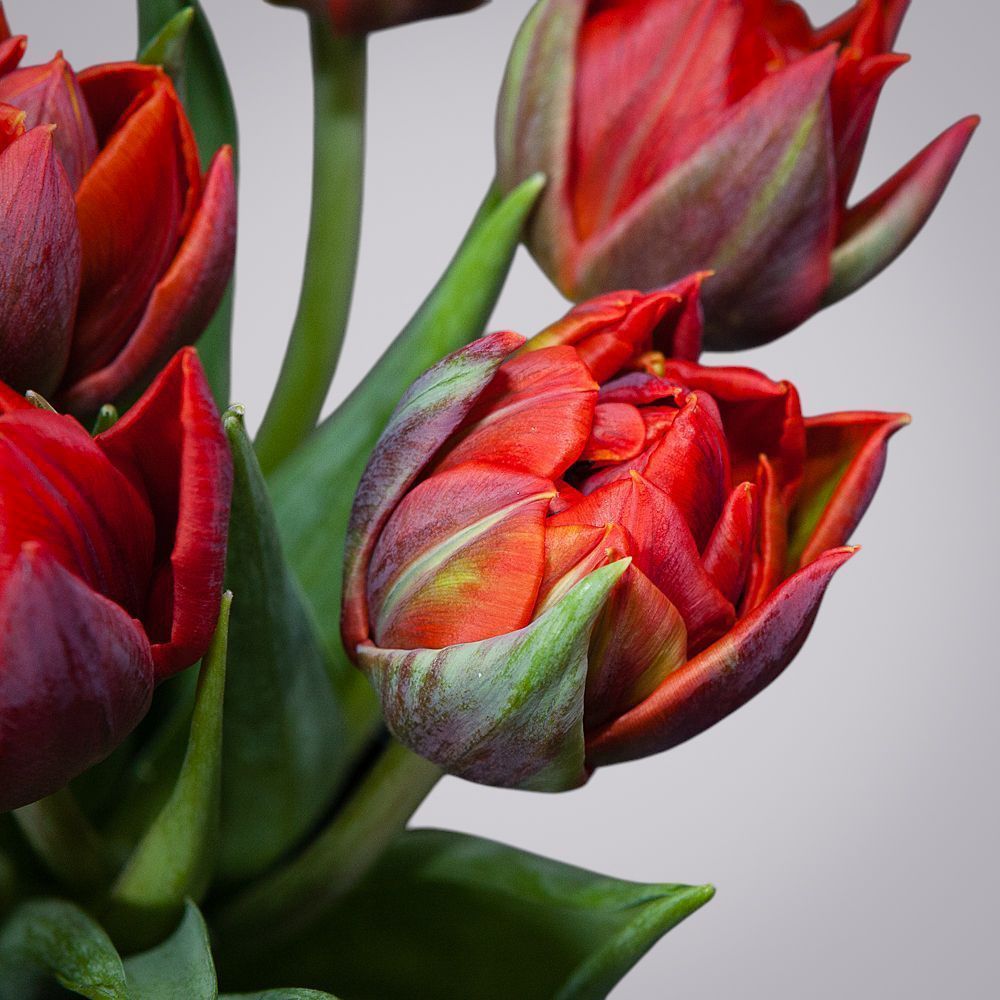 монобукет из 15 алых тюльпанов 