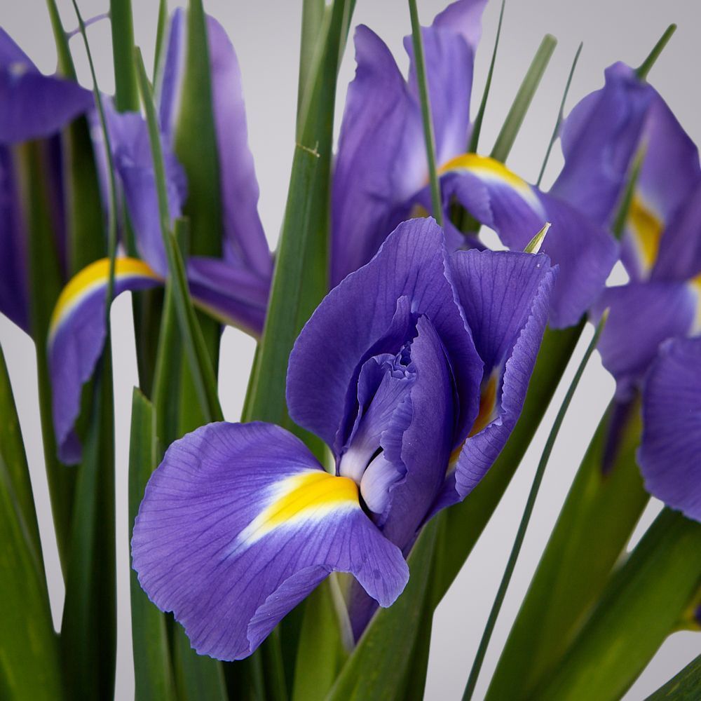 монобукет из 11 синих ирисов под ленту 