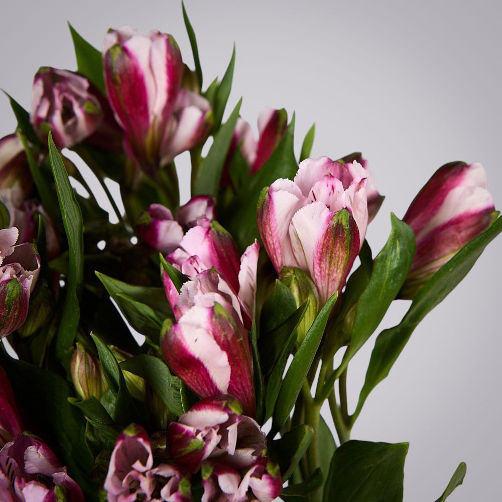 монобукет из 5 малиновых альстромерий под ленту 