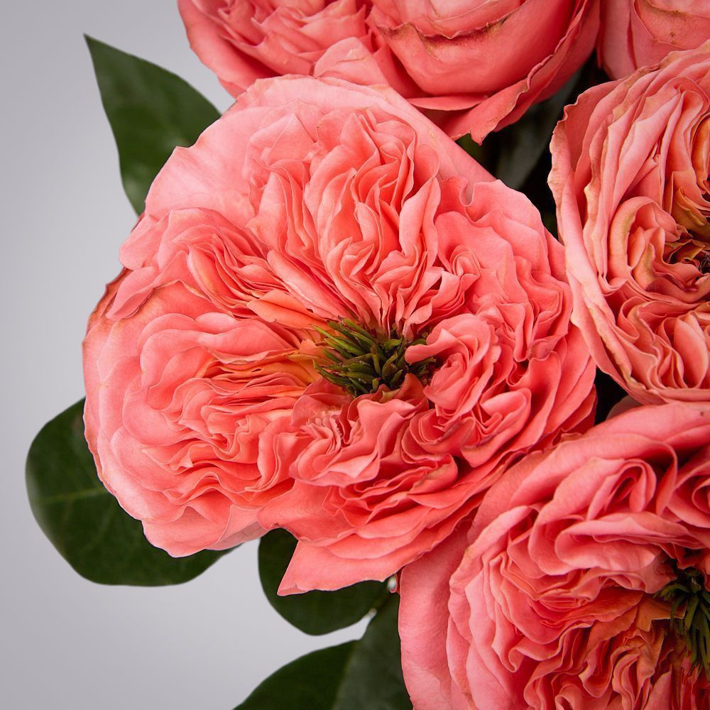 монобукет 7 пионовидных роз "mandarin x-pression" под ленту 