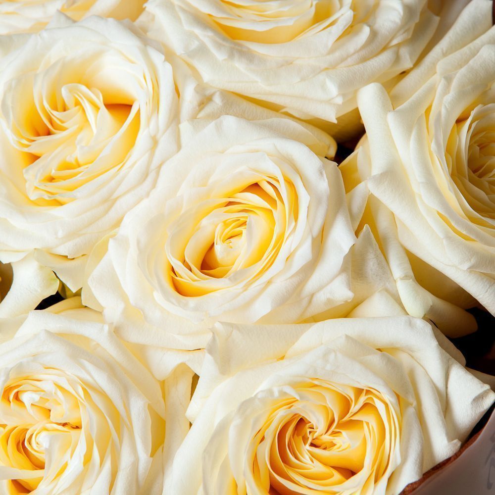 монобукет 9 пионовидных роз "candlelight" в бордовой упаковке с тишью 