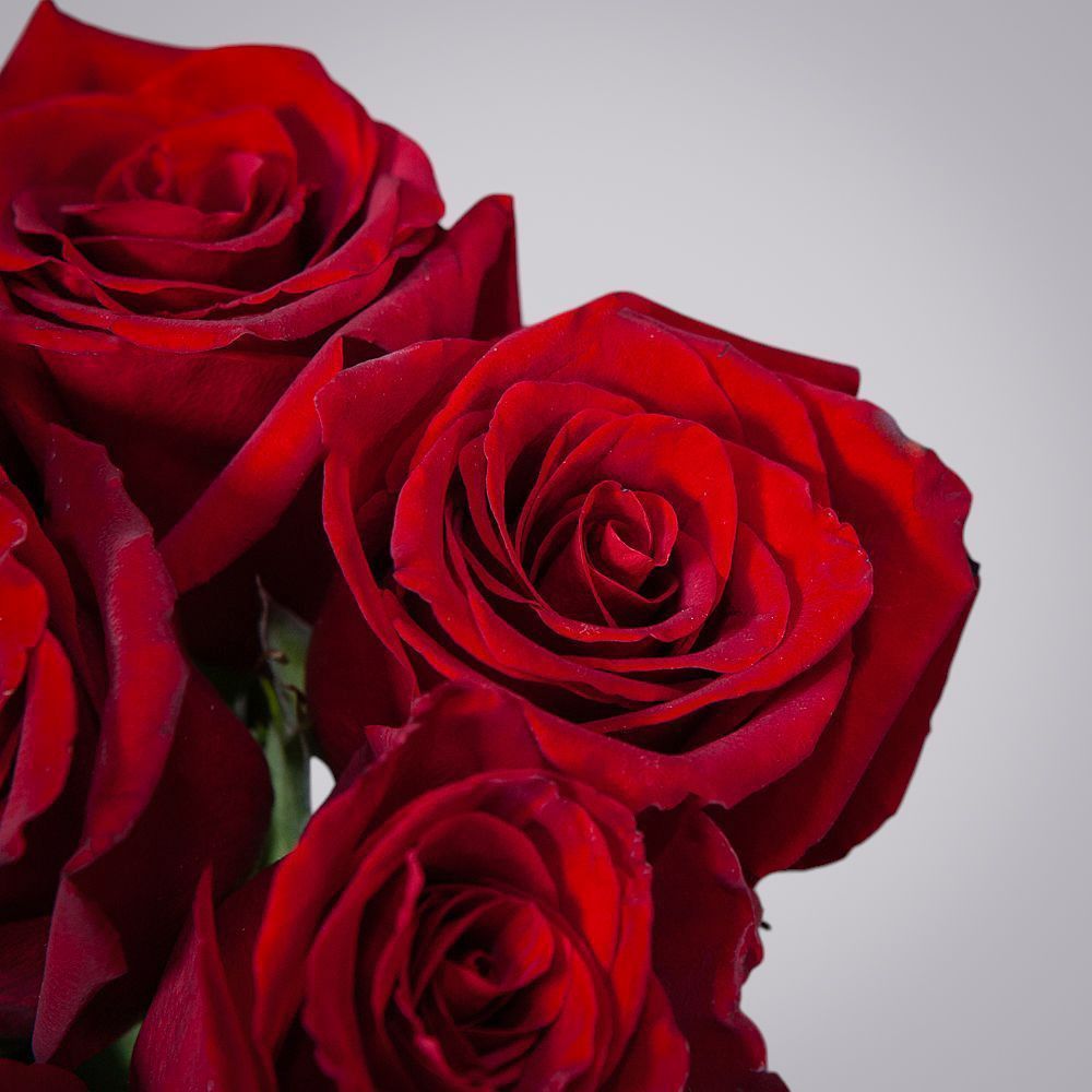 монобукет 9 роз "explorer" под ленту 