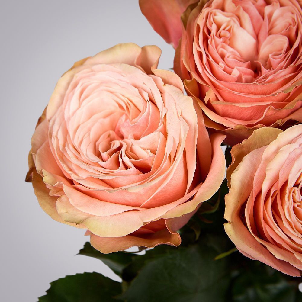 монобукет из 5 пионовидных роз "kahala" под ленту  