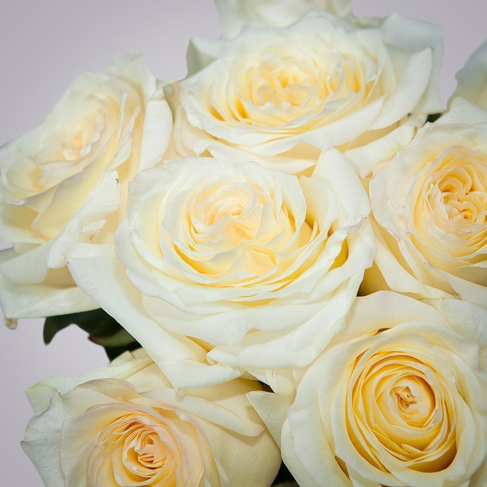 монобукет 9 пионовидных роз "candlelight" под ленту 