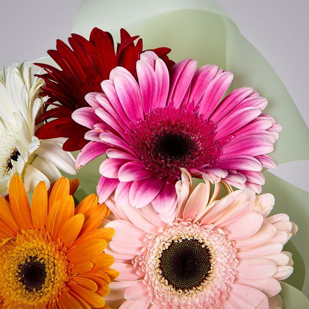 монобукет из 5 гербер микс в упаковке 