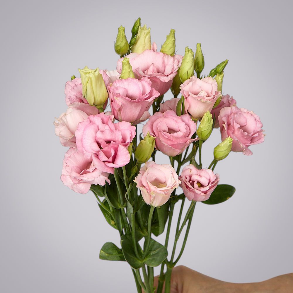 монобукет из 5 розовых лизиантусов под ленту 