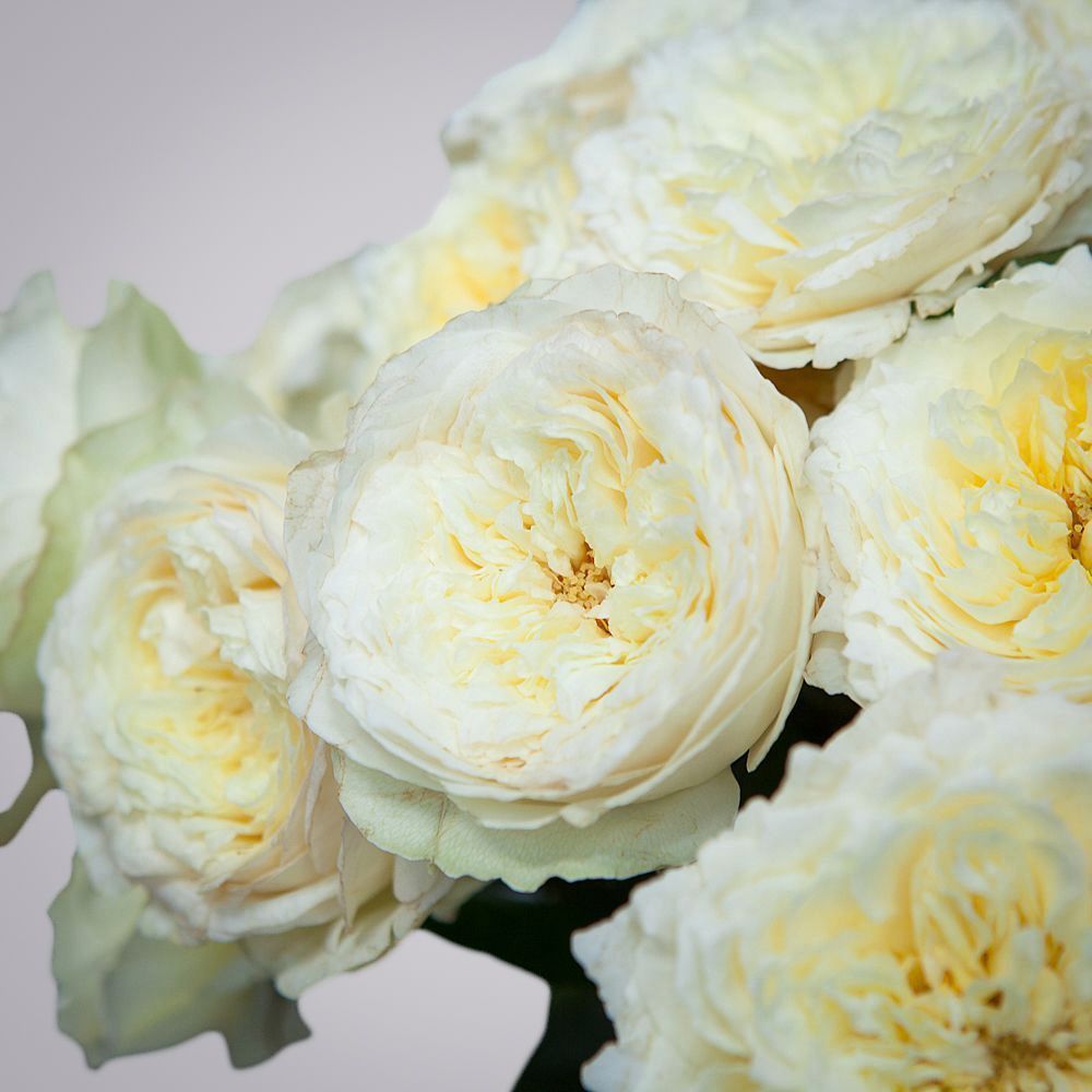 монобукет 7 роз "royal park" под ленту 