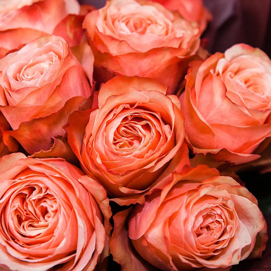 монобукет 9 пионовидных роз "kahala" в упаковке с тишью 