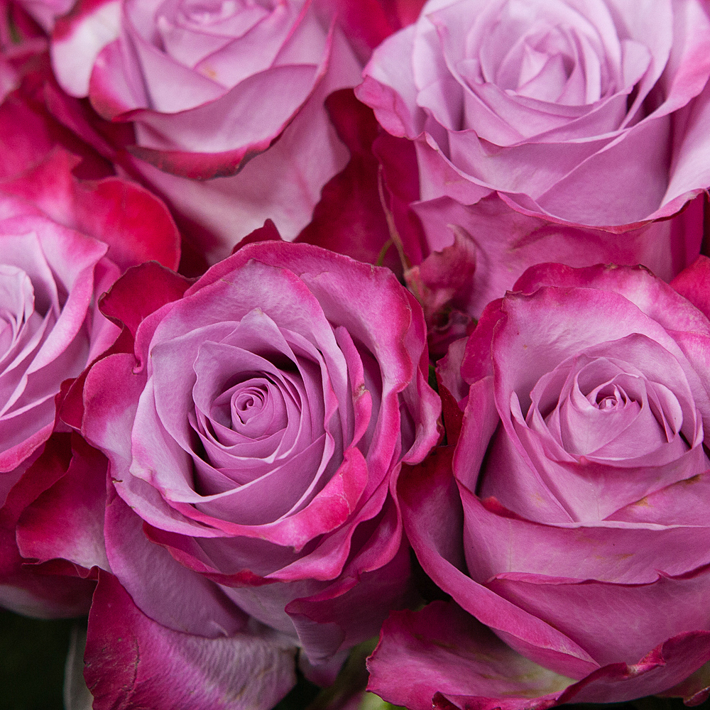 монобукет 21 роза "deep purple" под ленту 