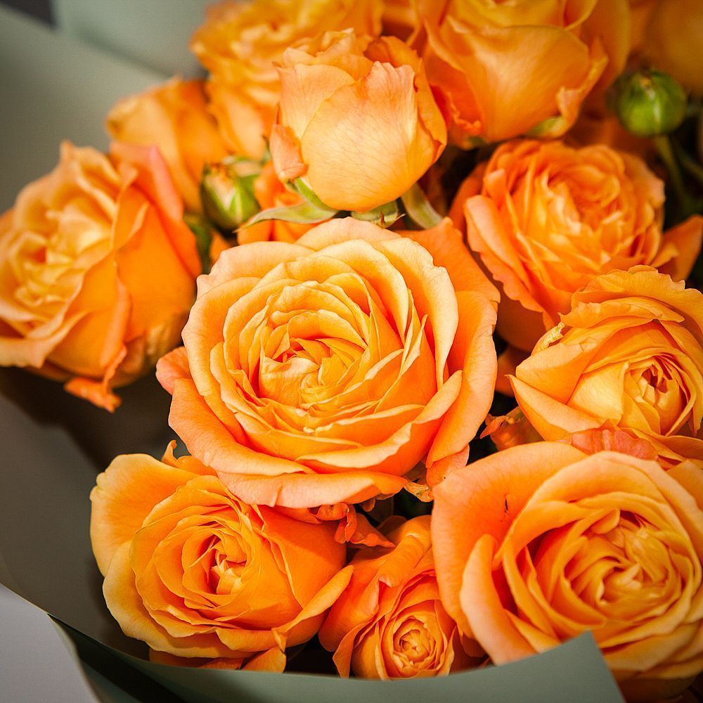 монобукет 9 кустовых роз "apricot lace"  в упаковке 