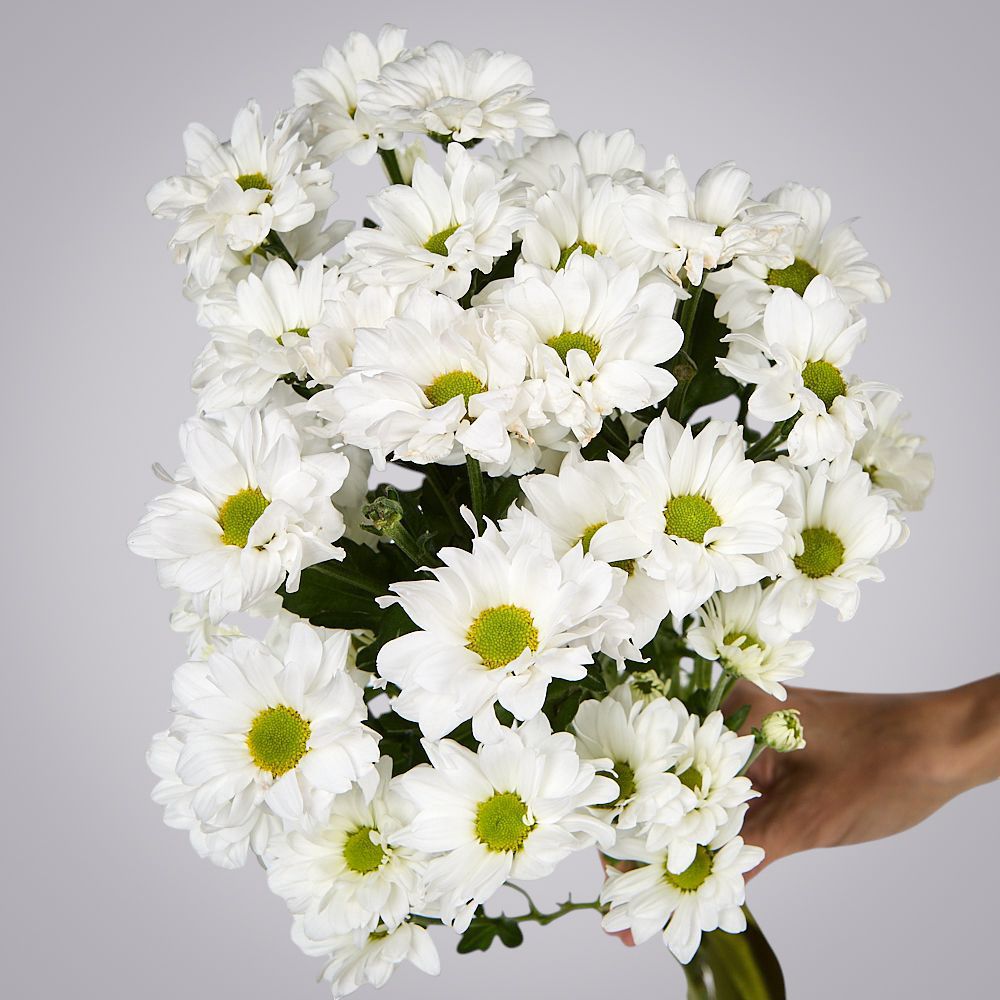 монобукет из 5 белых кустовых хризантем под ленту  