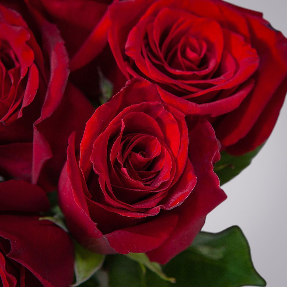 монобукет 9 роз "explorer" под ленту 