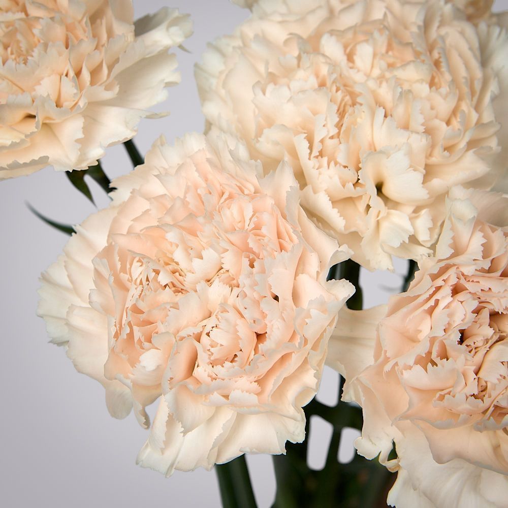 монобукет из 9 кремовых гвоздик под ленту 