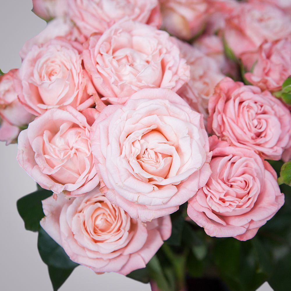 монобукет 9 роз "madam bombastic" под ленту 