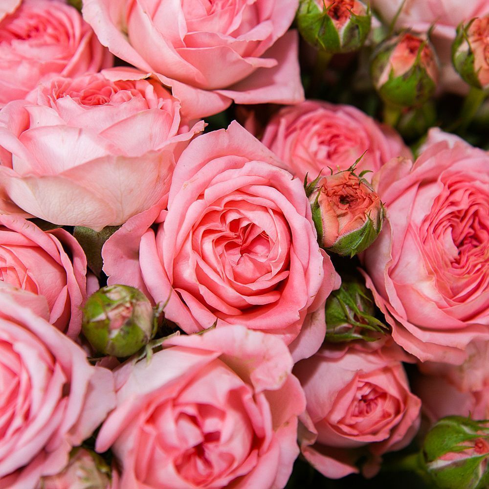 монобукет 9 кустовых роз "femke" №2  в упаковке 