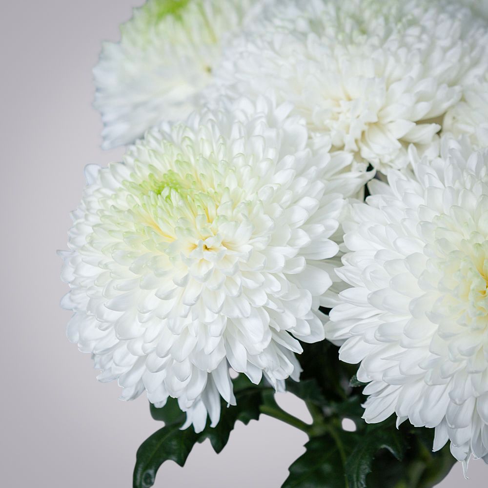 монобукет из 9 белых хризантем magnum 