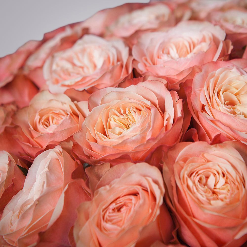 монобукет из 51 пионовидной розы «kahala» под ленту 