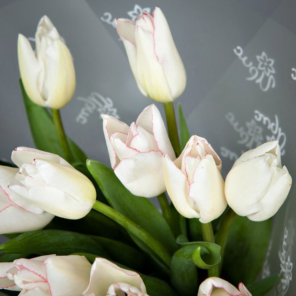 монобукет из 17 белых тюльпанов в упаковке 