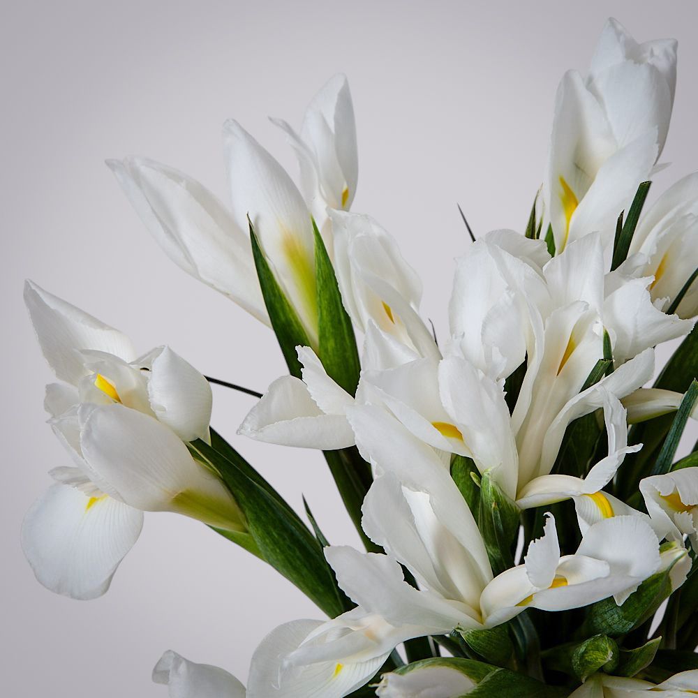 монобукет из 19 белых ирисов 