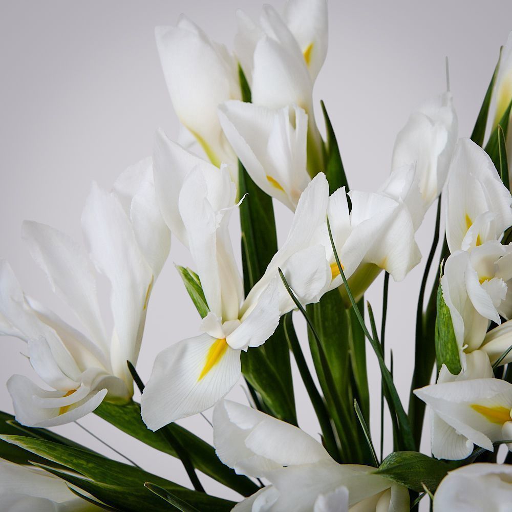 монобукет из 19 белых ирисов 