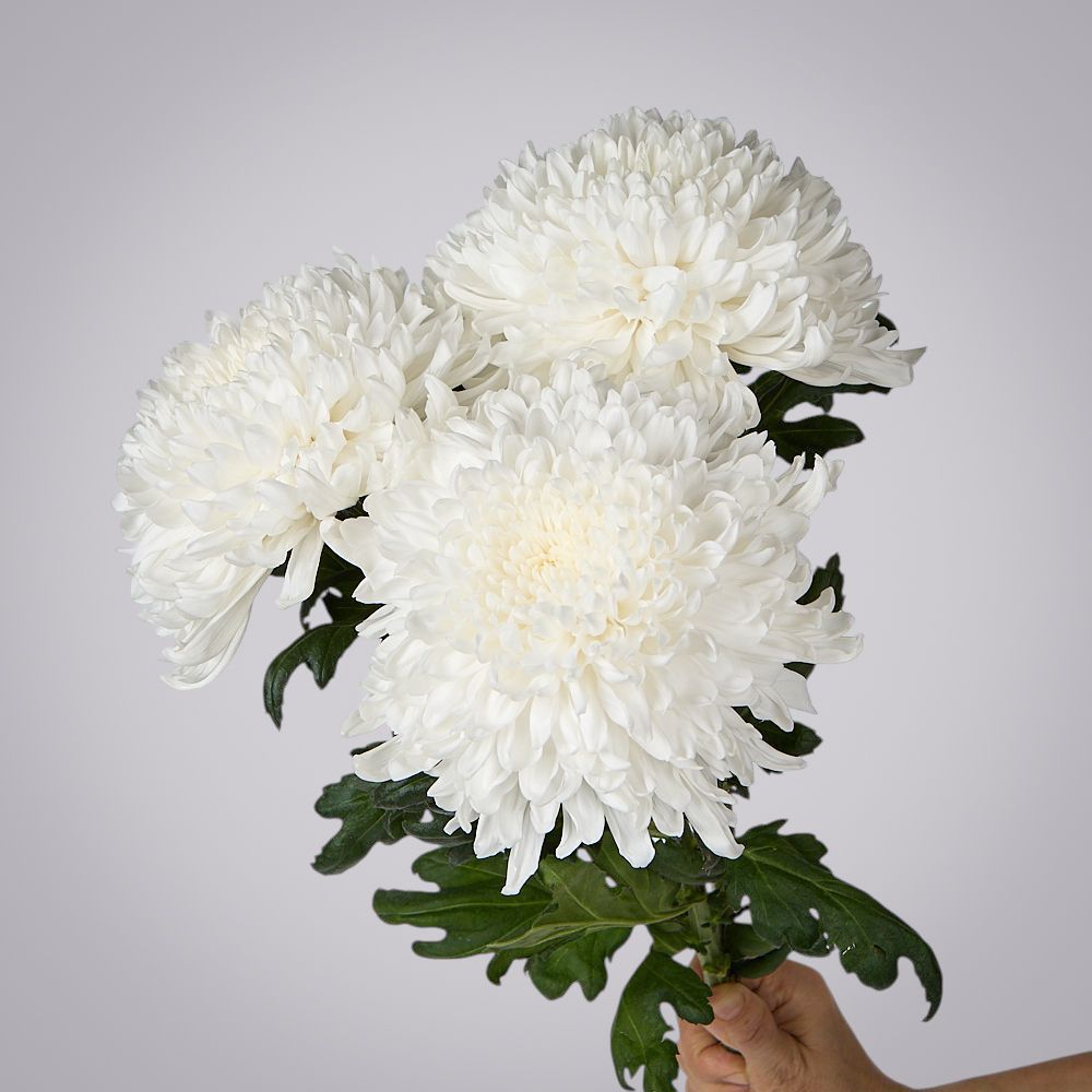 хризантема одноголовая 3ст 