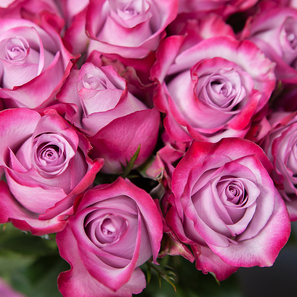 монобукет 25 роз «deep purple» 
