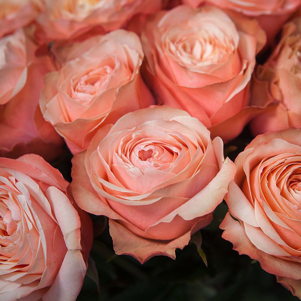 монобукет из 51 пионовидной розы «kahala» под ленту 