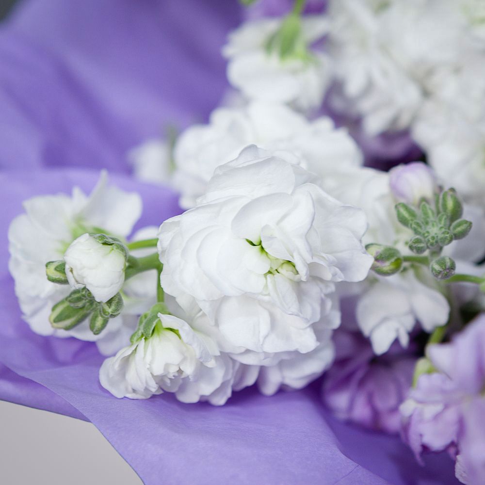 монобукет маттиола сиренево-белая 29 шт 