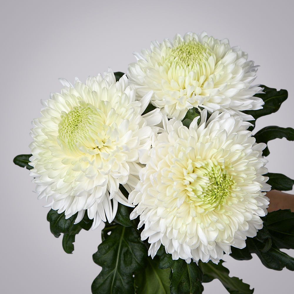 монобукет из 3 белых хризантем magnum под ленту 