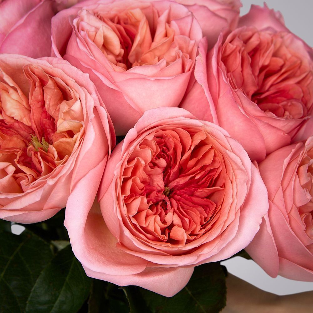 монобукет 11 пионовидных роз "pink x-pression" под ленту 