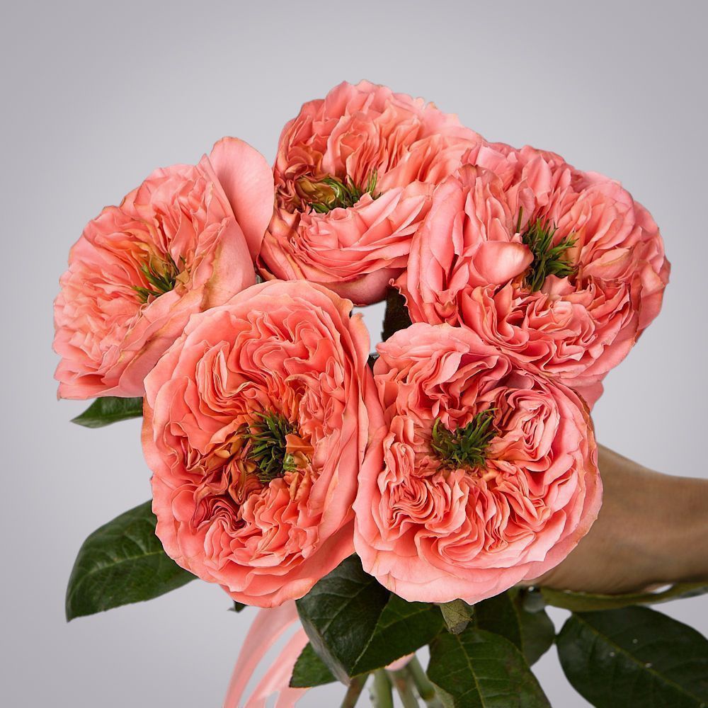 монобукет 5 пионовидных роз "mandarin x-pression" под ленту 