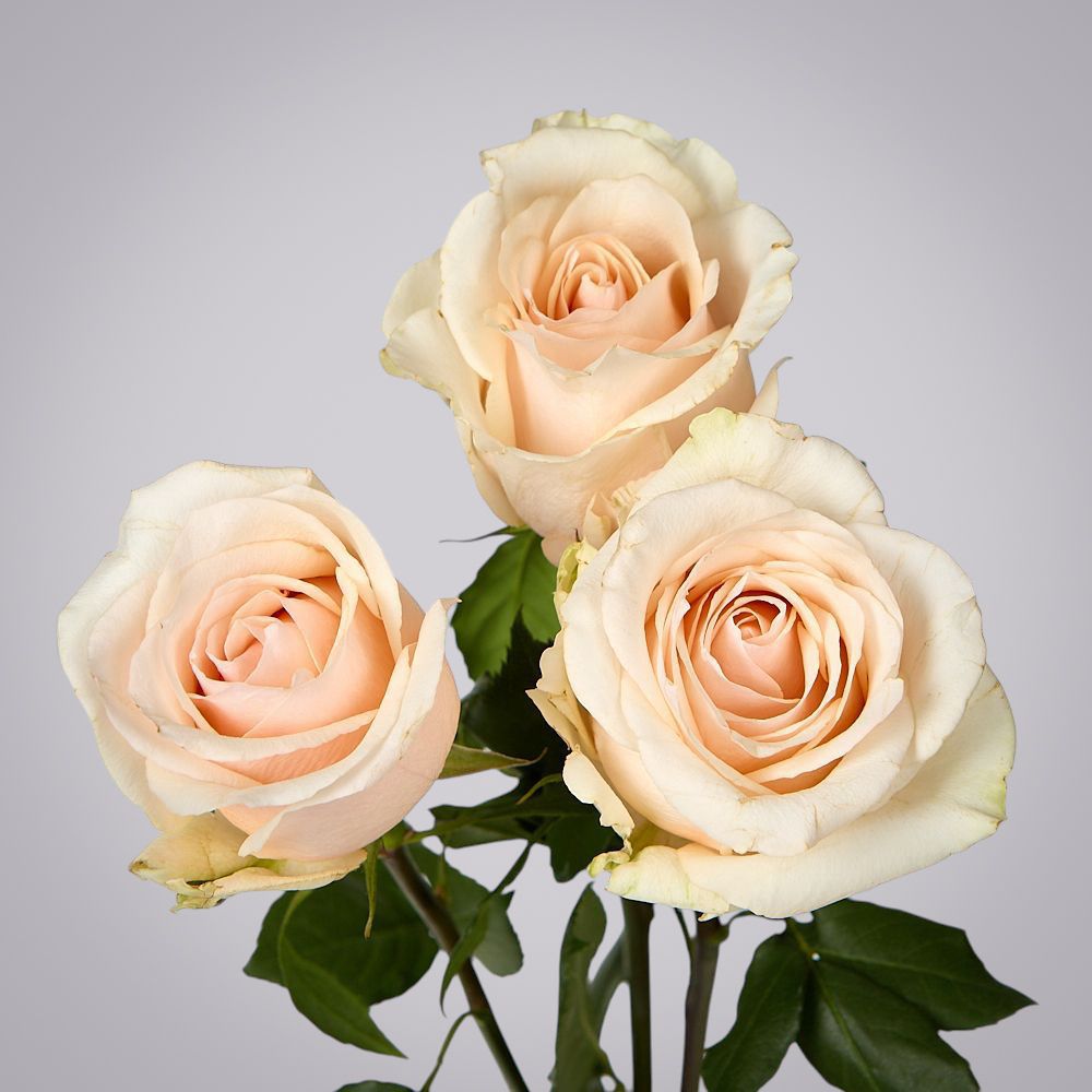 роза favourite 3ст 