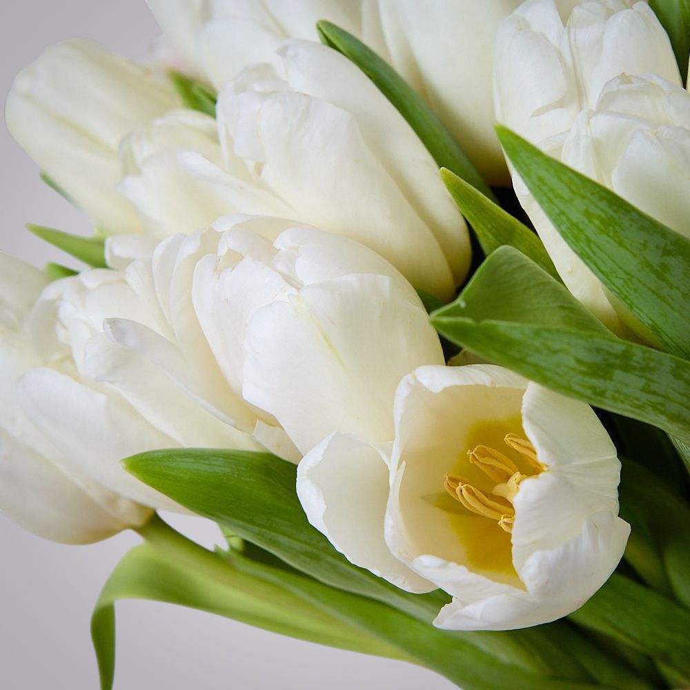 монобукет 51 белый тюльпан под ленту 