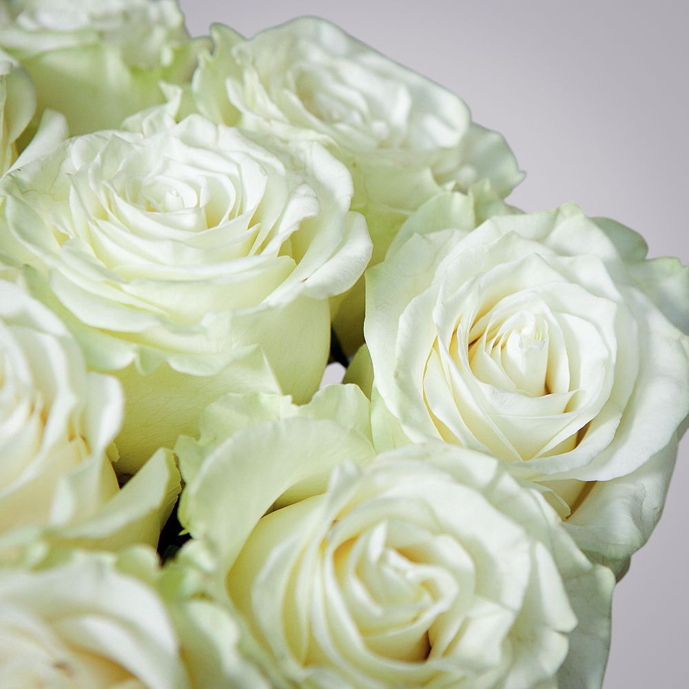 монобукет 11 роз mondial под ленту 