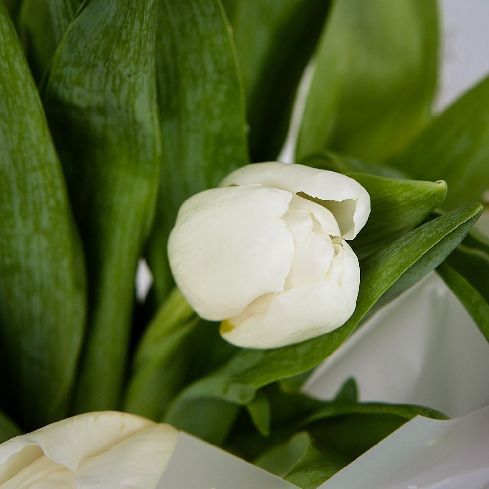 монобукет из 11 белых тюльпанов в упаковке 